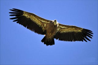 Aigle